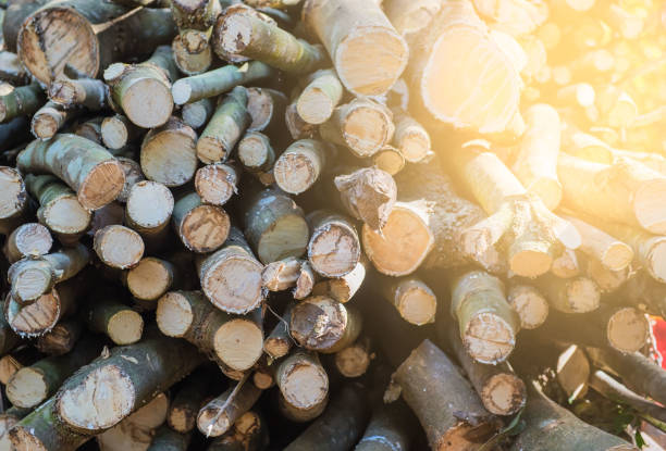 istock closeup pile Timber logs for background 851679990
