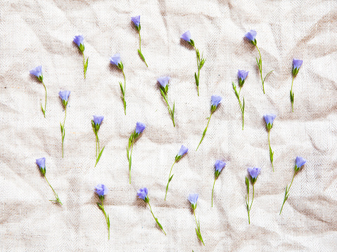 Fresh flax flowers on natural linen cloth. Pattern.