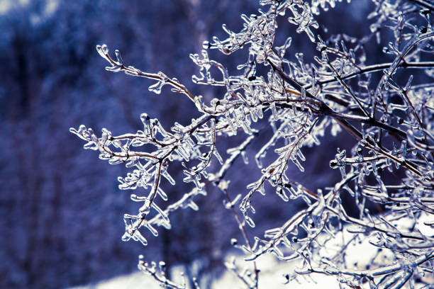 istock Beautiful frozen tree covered with icicles. 851686336