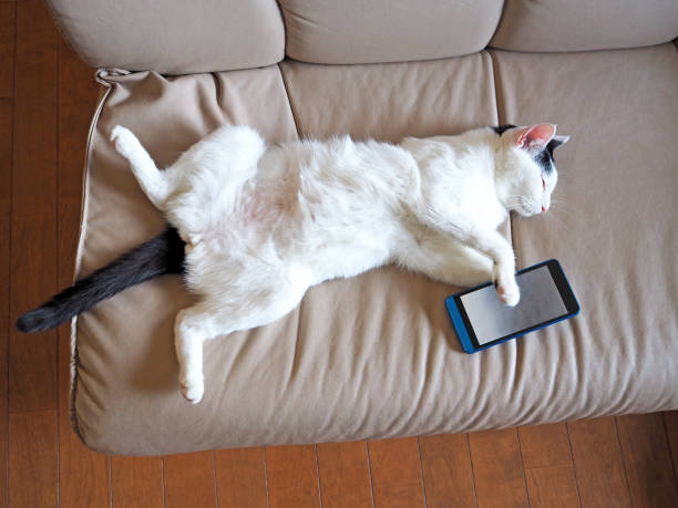 chat endormi felll tandis qu "il utilise un smartphone - animal cute exhaustion technology photos et images de collection