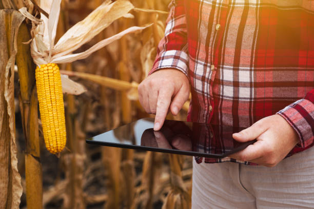 granjero de sexo femenino trabajan en equipo tablet pc en campo del maíz - genetic modification corn corn crop genetic research fotografías e imágenes de stock