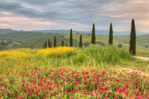 istock Tuscany, panoramic landscape - Italy 851695872