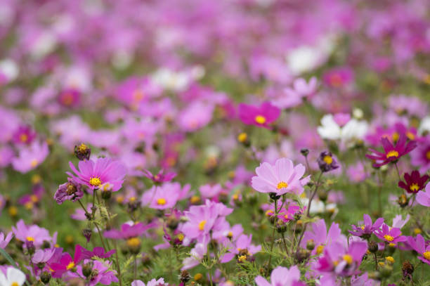 istock Flower of a cosmos 851695954