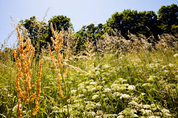 istock plants in the field 851696326