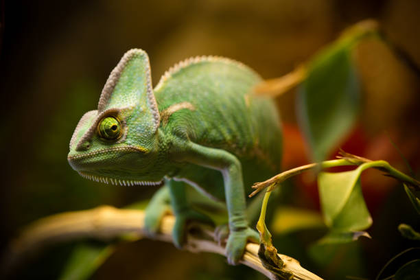 caméléon casqué (chamaeleo calyptratus) reposant sur une branche dans son habitat - yemen chameleon photos et images de collection
