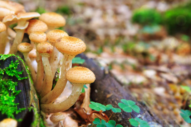 istock Beautiful mushrooms in the moss 851696390
