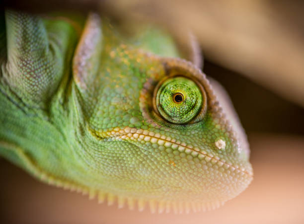 istock Veiled chameleon (Chamaeleo calyptratus) resting on a branch in its habitat 851696744