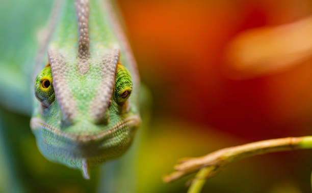 Veiled chameleon (Chamaeleo calyptratus) resting on a branch in its habitat Veiled chameleon (Chamaeleo calyptratus) resting on a branch in its habitat, macro photo. prehensile tail stock pictures, royalty-free photos & images