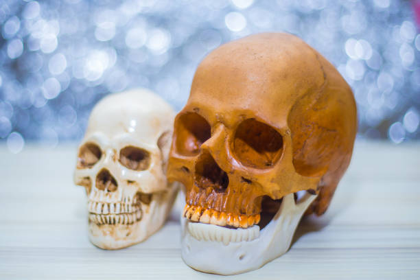 A human replica skeleton used as a Halloween decoration