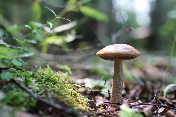 istock boletus mushroom drop of water 851716784