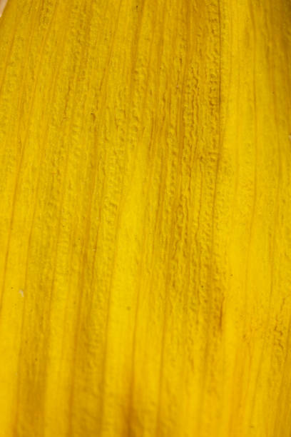 istock texture of petal yellow 851717116