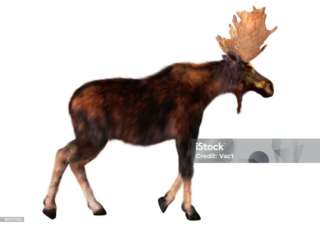 3D rendering male moose on white 3D digital render of a male moose and a calf isolated on white background Moose Stock Photo