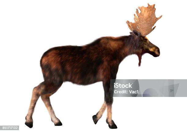 3d Rendering Male Moose On White Stock Photo - Download Image Now - Moose, Cut Out, No People