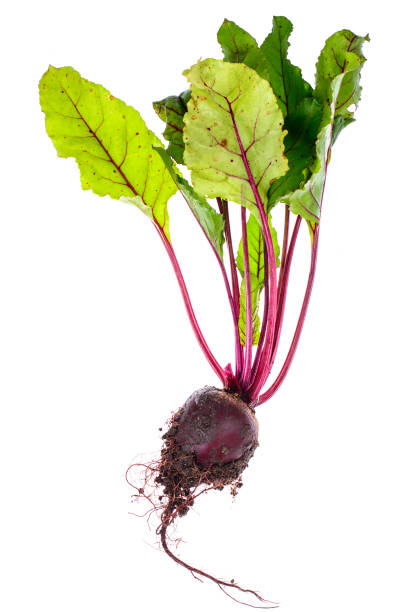 Fresh beets with earth and roots, with leaves, isolated on white background