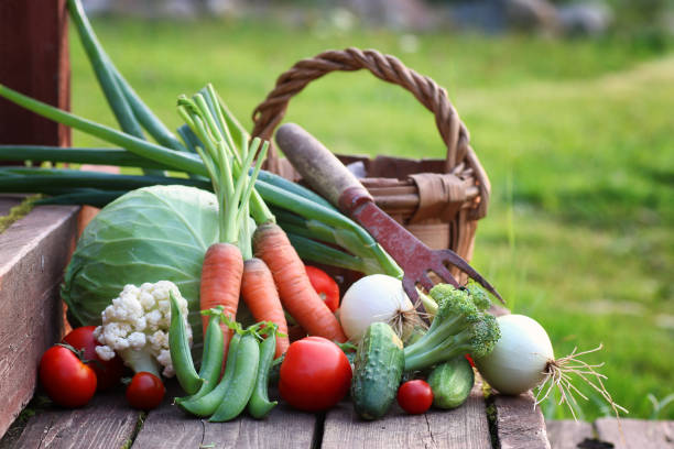 istock fresh vegetable harvest nature outdoor 851720624