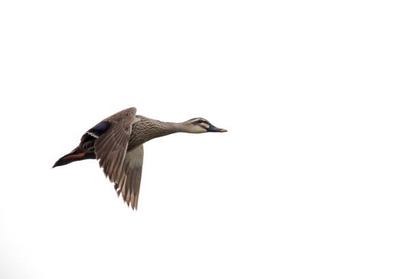 istock Bird in flight - Chinese Spot-billed Duck 851721566