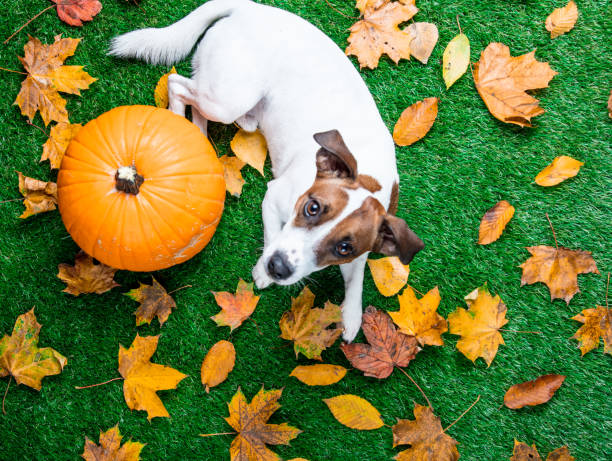 istock various autumn leaves and orange pumpkins with dog 851722068