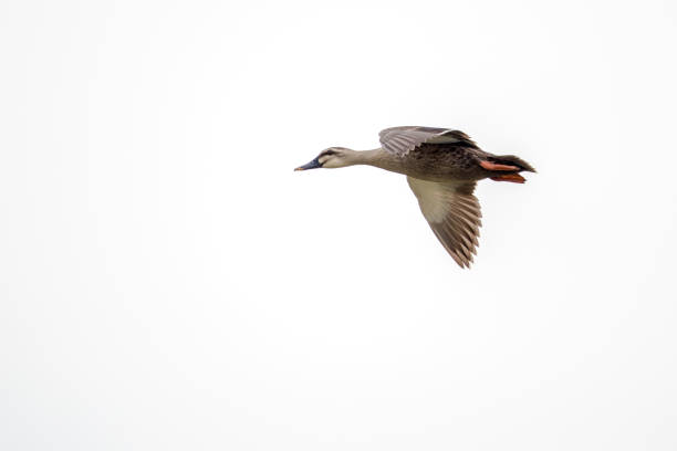 istock Bird in flight - Chinese Spot-billed Duck 851730966