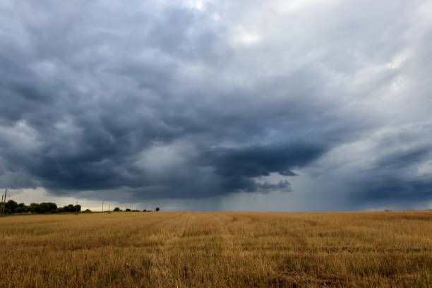 istock A field with mown rye in autumn. 851745622