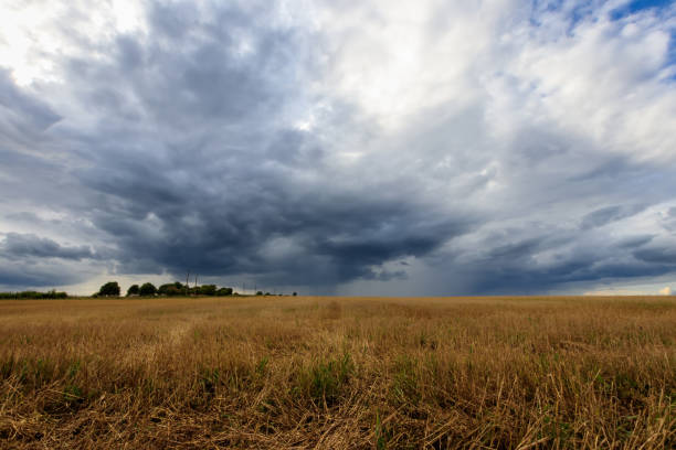 istock A field with mown rye in autumn. 851746178