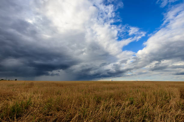 istock A field with mown rye in autumn. 851746196