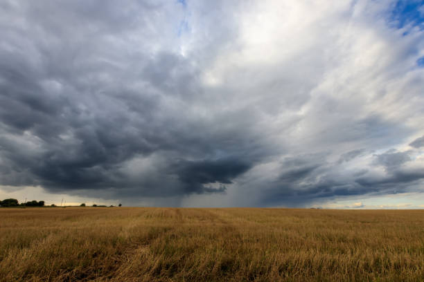 istock A field with mown rye in autumn. 851746200