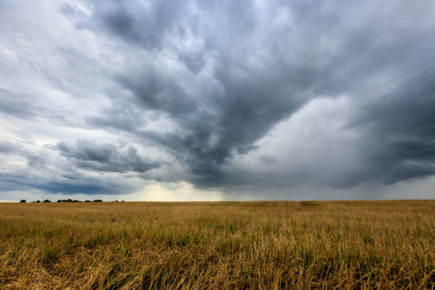 istock A field with mown rye in autumn. 851746216