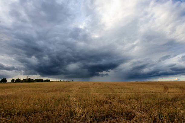 istock A field with mown rye in autumn. 851746220