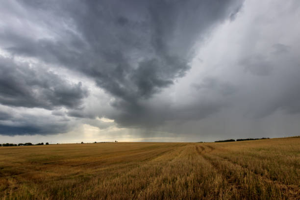 istock A field with mown rye in autumn. 851746252