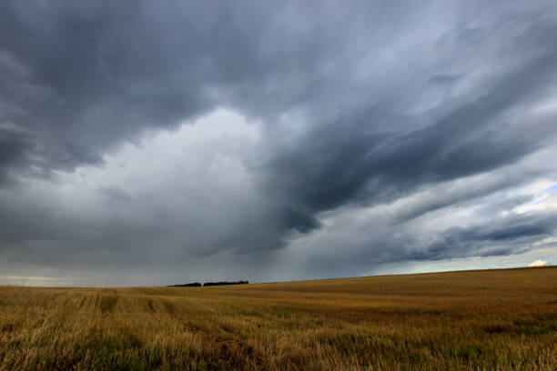 istock A field with mown rye in autumn. 851746264