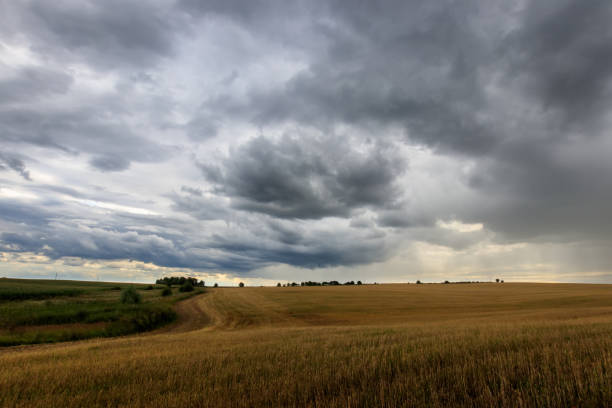 istock A field with mown rye in autumn. 851746266