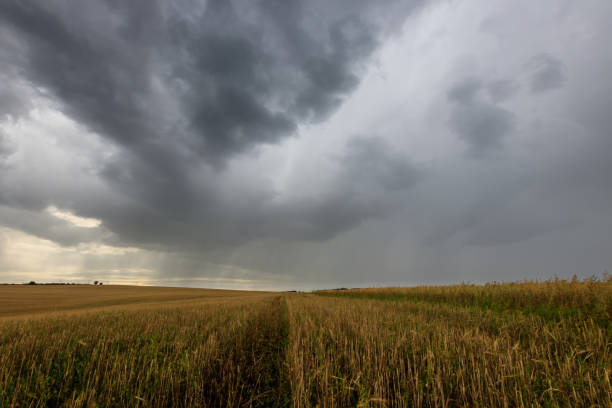 istock A field with mown rye in autumn. 851746280