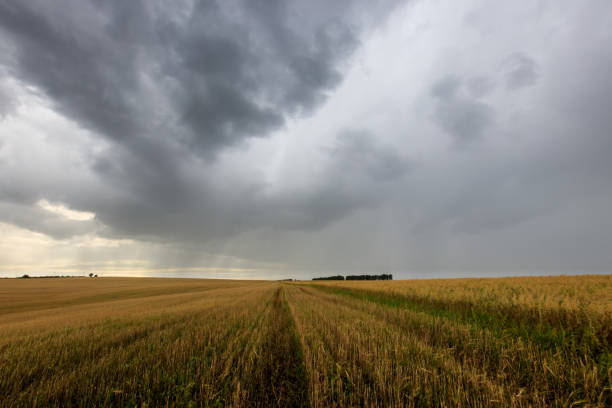 istock A field with mown rye in autumn. 851746298