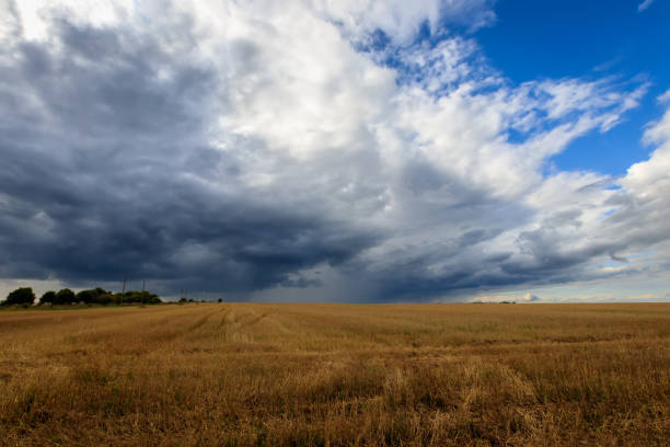 istock A field with mown rye in autumn. 851746312