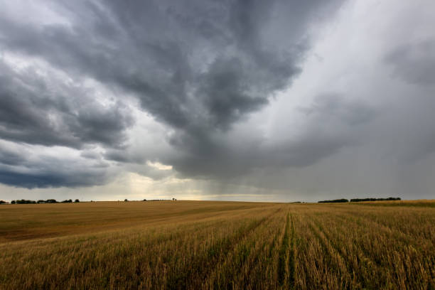 istock A field with mown rye in autumn. 851746320