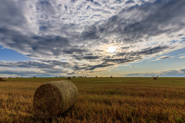 istock Haystacks on the field in Autumn season. 851748434