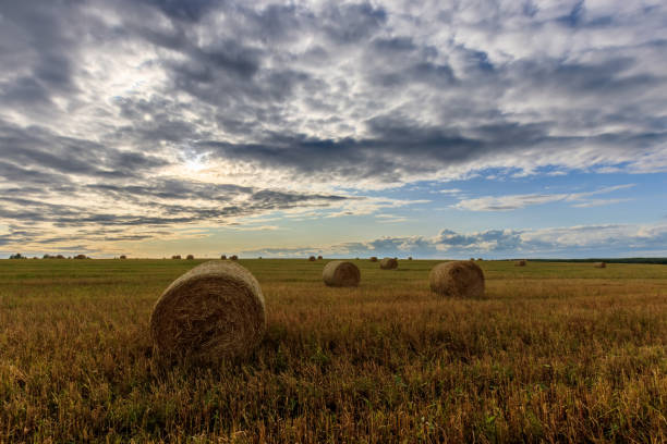 istock Haystacks on the field in Autumn season. 851748474
