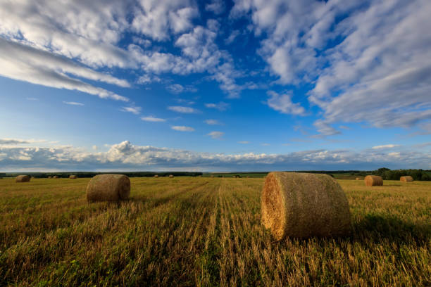 istock Haystacks on the field in Autumn season. 851752786