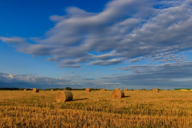 istock Haystacks on the field in Autumn season. 851755186