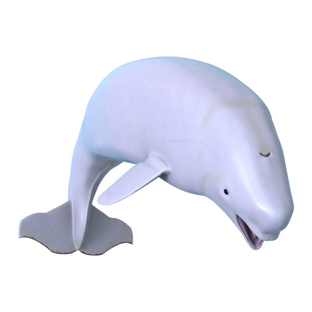 3D rendering beluga white whale on white 3D rendering of a beluga white whale isolated on white background beluga whale jumping stock pictures, royalty-free photos & images