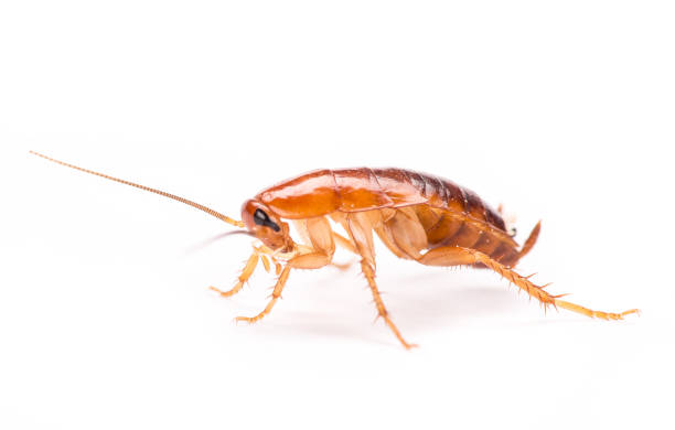 istock Cockroaches isolated on white background 851759196