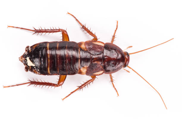 istock Cockroaches isolated on white background 851759290