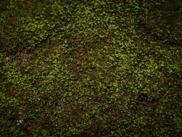 istock Green moss covered the stones in the forrest. 851759322