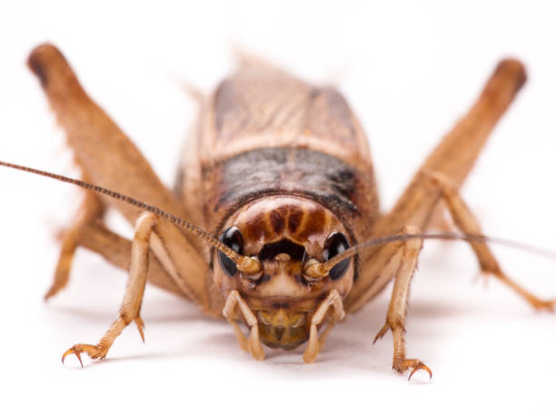 Field Cricket (Gryllus) isolated on white background