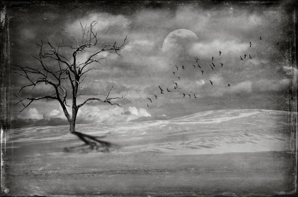 silhouette tree and bird