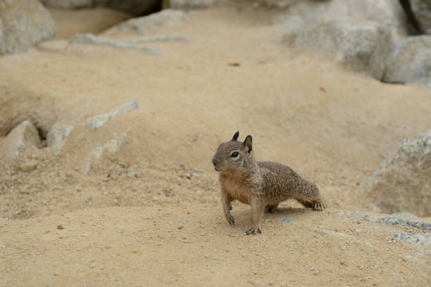 istock Cute little squirrel in the sand on the coast 851762112