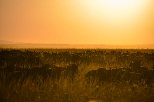 istock Wilder beast in the wild 851766344