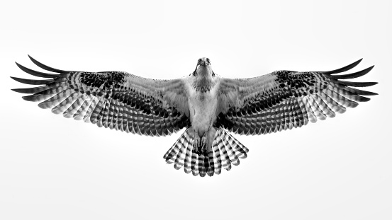 An osprey flying overhead, in black and white.