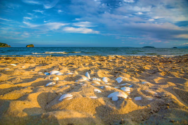 istock bright golden sunset on the beach, the waves on the sand, shells. 851770496