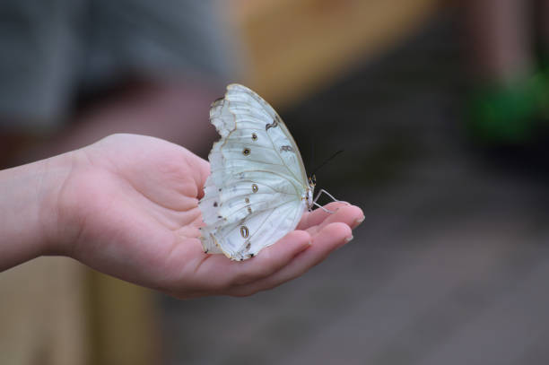 istock Butterfly in the garden 851771492